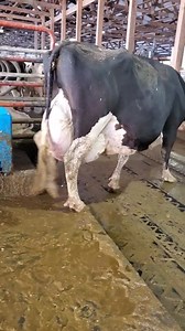 489K views · 14K reactions | Why do the cows udders have some green on them? And why is my face green? Also, Darla is being unnecessarily rude and blocking my way out of the pen at the end of the video  | IowaDairyFarmer | Facebook