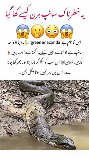 Meet The Green Anaconda #anaconda #animals #naturelovers #wildlife #naturefacts #nature