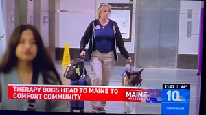 11K views · 611 reactions | Maine ♥️ | Big East Akita Rescue | Facebook