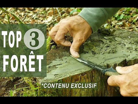 3 Techniques Méconnues pour Survivre dans la Forêt
