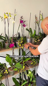 ¿Orquídeas blancas, moradas, amarillas? Mejor fijate en otros detalles como sus raíces, sustrato, hojas y botones que estén a punto de florecer #orquiterapia #orquideas #orquilovers | Orquiterapia