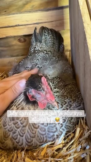 Apparently I need supervision at all times 😂 | Bonitto Farmstead