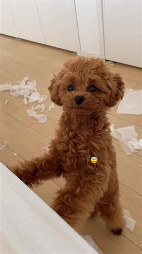 可愛いトイプードルの子犬の成長記録