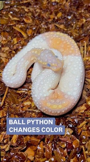 Banana Piebald Ball Python Color Transformation Before Vs After Shedding Skin😍🔥🐍