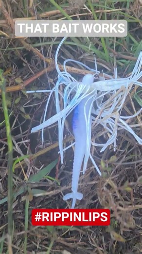 CHATTERBAIT MOOCH MINNOW LITTLE SPIKE IT BLUE AND RED GARLIC COLOR ON BELLY... #crushcity #ITWORKS