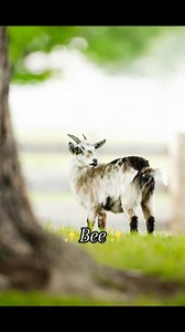 636K views · 29K reactions | My goats as ✨humans✨ | Katie Van Slyke | Facebook