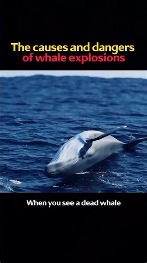The causes and dangers of whale explosions #knowledge #science