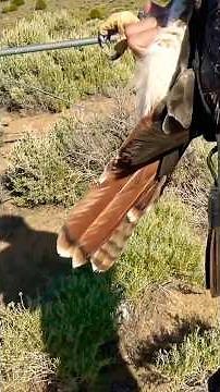 Red-tail on a red-tail hawk #hawk #hawkrescue #shorts