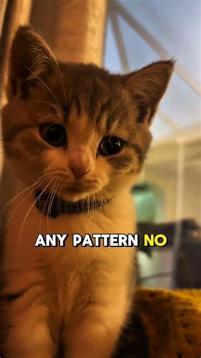 The Most Common Cat in the World 😻 (And Nobody Talks About It)
