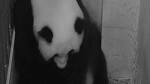 Naissance d'un bébé panda géant au zoo de Washington (vidéo) - RTBF Actus