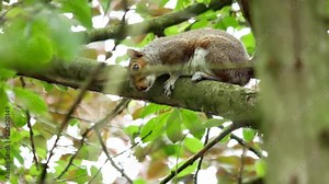 Squirrel hiding on tree branch close up curious creature watching camera.