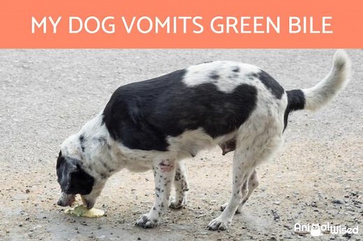 Why Is My Dog Throwing Up Green Bile? - Dog Has Green Vomit