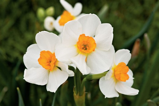 How To Grow And Care For Daffodils