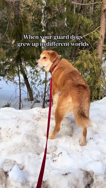 Country boy vs city boy #dogsoftiktok #dogtok #fyp #guarddog