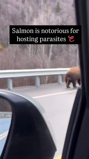 ℝ𝕚𝕤𝕖𝕤𝕒𝕓𝕠𝕧𝕖𝕚𝕥𝕒𝕝𝕝- Functional + Holistic Medicine on Instagram: "Salmon is known to carry parasites, especially when it’s farm-raised. In many cases, it’s found to contain sea lice and other organisms that most people never think about when they’re eating it. Bears eat salmon, and they’re often full of parasites too, that alone should make us pause for a second and ask questions about what we’re putting into our bodies. Parasites are incredibly intelligent and resilient. Getting rid