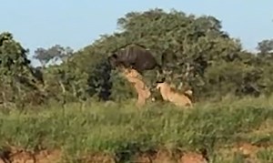 Wildebeest Hurdles Clean Over A Pair Of Attacking Lions To Make Its Escape | Whiskey Riff