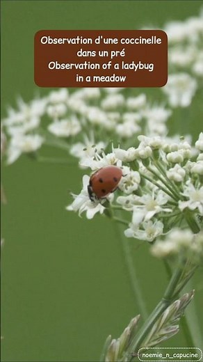 Observation d'une coccinelle dans un pré / Observation of a ladybug in a meadow