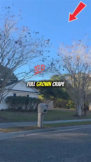 Crape (or “great”) myrtles are actually excellent trees — when we let them be trees. In Oklahoma, they’re often topped and butchered every year, kept low like a bush, a practice commonly called crape murder. That kind of pruning creates weak, ugly growth, fewer blooms, and constant maintenance problems. When crape myrtles are pruned properly and trained into a true tree form, they become one of the most beautiful ornamental trees we have — great structure, smooth bark, fall color, and a natural 