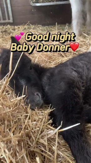 Good night Baby Donner ❤️ #cute #happy #love #animallovers #horse #farmlife #sleep #pony #mini