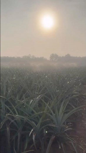 From planting to harvest – the journey of pineapple farming 🍍