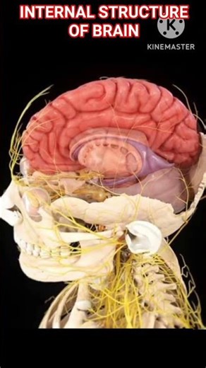 INTERNAL STRUCTURE OF HUMAN BRAIN #anatomy #neet biology #ncert biology #science