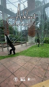 2K views · 30 reactions | Support conservation efforts locally and abroad by symbolically adopting an animal in our Guardian of Wildlife program.  Choose Your Favorite Animal  Make a Difference  Receive a Special Adoption Pack Join us in preserving wildlife at https://bit.ly/3DYdCVe! | Turtle Back Zoo | Facebook