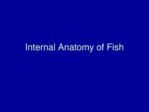 PPT - Internal Anatomy of Fish PowerPoint Presentation, free download - ID:7008236