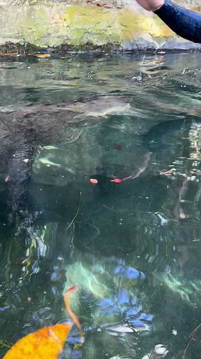 Casper Underwater Experiment: Understanding Alligator Behavior