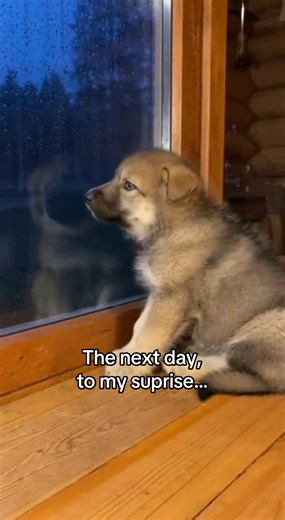 50 reactions | I saved a wolf pup 凉 - part 2 #wolf #wholesome #pup #rescue | Kyler CC2 | Facebook