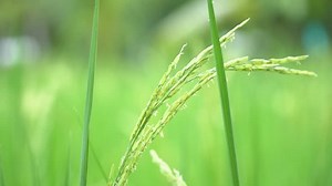 clip-31356430-green-nature-rice-field-moving