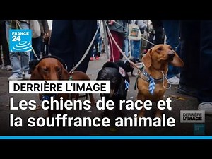 Derrière l'image : la "sausage walk", les chiens de race et la souffrance animale • FRANCE 24