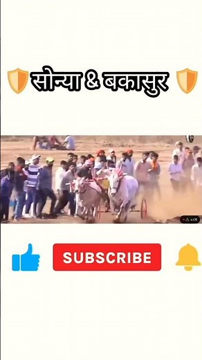 👑 सोन्या & बकासुर 👑#bailgadasharyat #बैलगाडा #महाराष्ट्र #baila #youtubeshorts #short