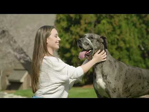 Gentle Leader® Headcollar