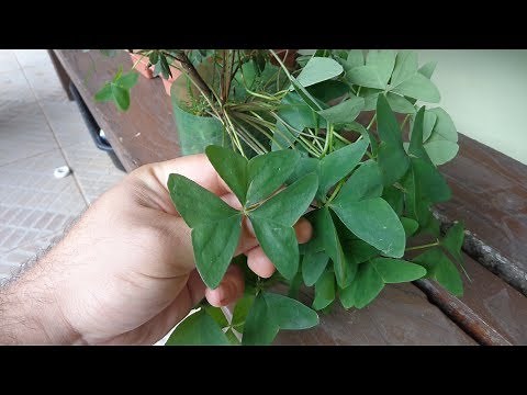 Cultive em casa o trevo de 3 ou 4 folhas (PANC)
