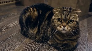 Top 6 most funny and touching animal videos from Russia