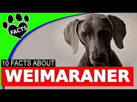 10 Fun Facts About Weimaraner Dogs You Should Know - Dogs 101