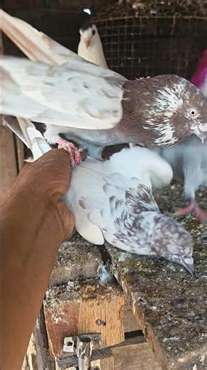 rakhel banegi Gujjar ki