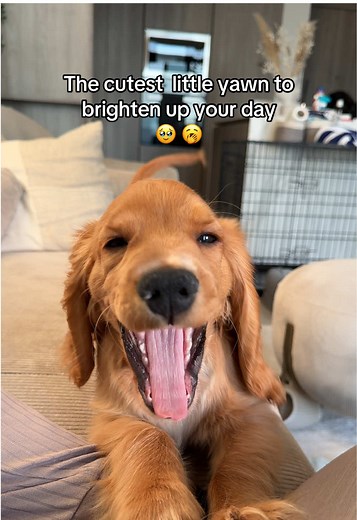 Gus’s World على TikTok