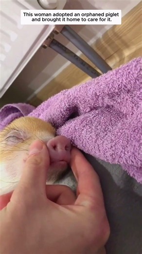 This woman adopted an orphaned piglet and brought it home to care for it.