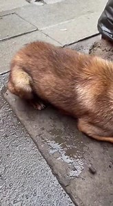 216K views · 1.4K reactions | 照片视频取自网络，供旅游参考，如有侵权请告知。 https://www.facebook.com/groups/169880910428407/?ref=share_group_link Follow《龟咯·旅游·民宿·美食·好介绍》包你不愁吃戀呂、不愁喝、不愁玩、不愁乐  | Koh Liang Sin | Facebook