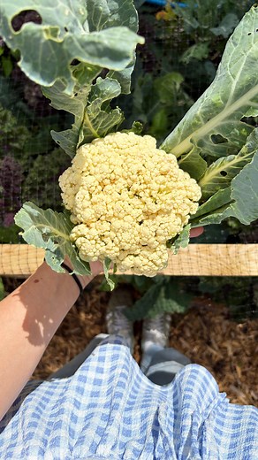 At this time of year, cabbage white butterflies can destroy your entire brassica patch in a few days. They like to lay their eggs on the leaves so that when the caterpillars hatch, they have something nice to eat! If you see eggs on the underside of the leaves, wipe them off with your finger. Better yet, make sure you cover over your brassicas with netting or fleece so they can’t get near them. #cabbagewhitebutterfly #butterflies #allotment #allotmentgarden #allotmentlife #allotmentsofinstagram 
