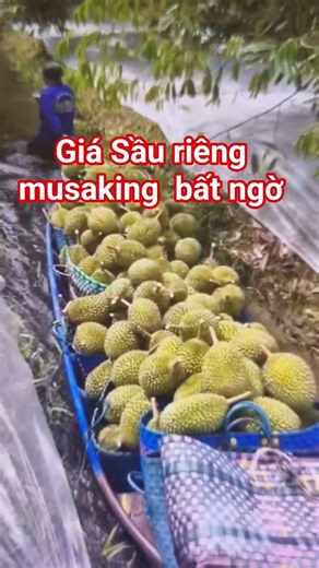 giá sầu riêng musaking