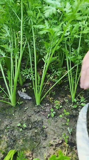 10K views · 490 reactions | Using a big farming tool to separate large leaves from the thud! ️ . . . . #FarmingTools #BigLeaves #Agriculture #FarmWork #PlantCare #FarmLife #Harvesting #GreenThumb #FarmTools #EfficientFarming #ModernAgriculture #FarmTech | Farming With Sharp Knife | Facebook