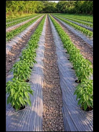 Mulching in Agriculture: Types, Benefits & Best Practices