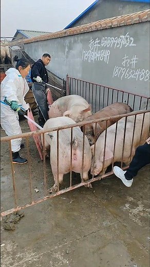 🚛 Smart Farming: How Farmers Efficiently Guide Pigs into the Truck 👀