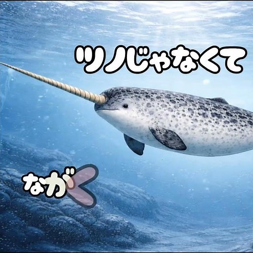 イッカクのツノ、じつはツノじゃない！？