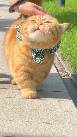 1.7M views · 10K reactions | #Meow . . . #catloversclub #cat #cats #catoftheday #catlover #catsagram #catlovers #cat_features #catlady #catlife #catlove #catsgram #cutecat #cutecats #cutest #meow #kittycat #catsclub #kitty #ilovemycat #caturday #thedailykitten #bestmeow #kucing #cats #indonesia #pet #catstagram #kitty | Meow | Facebook