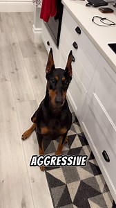 Tricks for treats! #doberman #dogs #dogtraining #dogtricks #dobermanpinscher #puppydoberman #dogvideos #dogreels | Dobienyx