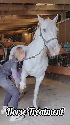 Understanding Horse Breeding Techniques and Practices