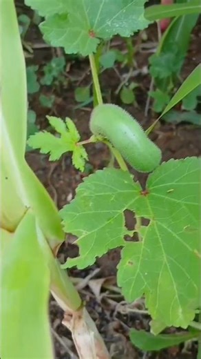 Okra in the garden #organicgarden #homegarden